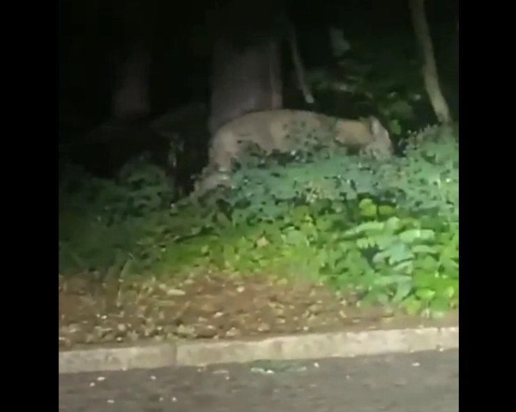 Viral video showing suspected lioness attacked a wild pig outside Berlin