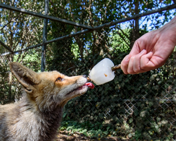 A worker feeds a fox frozen food amid a heatwave at a petting zoo in the northern Israeli kibbutz of Yiron