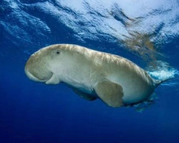 India: Mission to save the dugong to help marine ecosystems