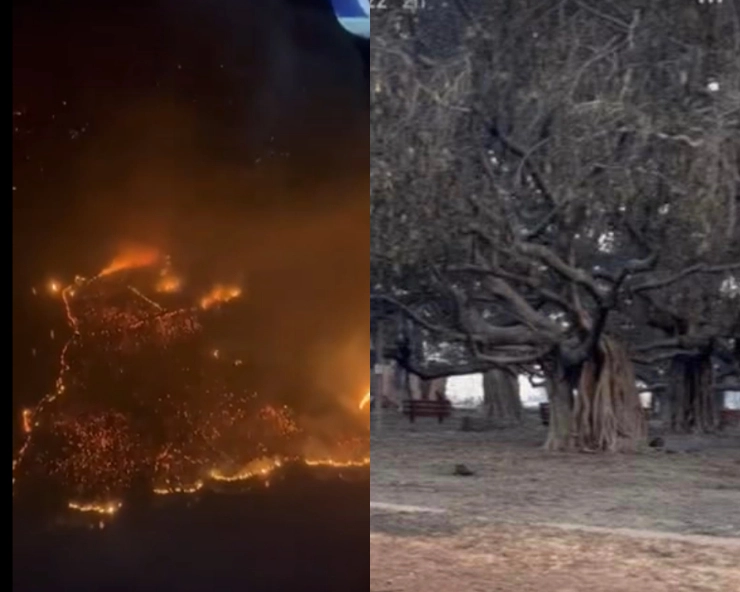 VIDEOS: Maui wildfire kills 53, people jump into ocean; Lahaina's 150-yr-old banyan tree, gifted by India, charred