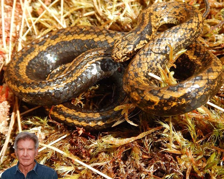 Scientists name new snake species after Indiana Jones actor Harrison Ford