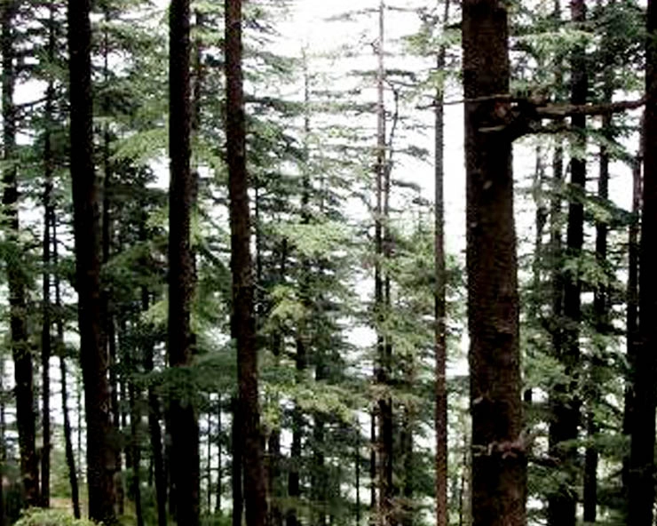 Shimla hotel owner cuts 5 Deodar trees without permission, lands in trouble