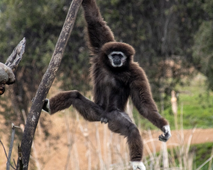 Workshop for hoolock gibbon conservation in Tripura begins