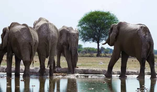 100 elephants die in Zimbabwe's largest game reserve: animal welfare charity