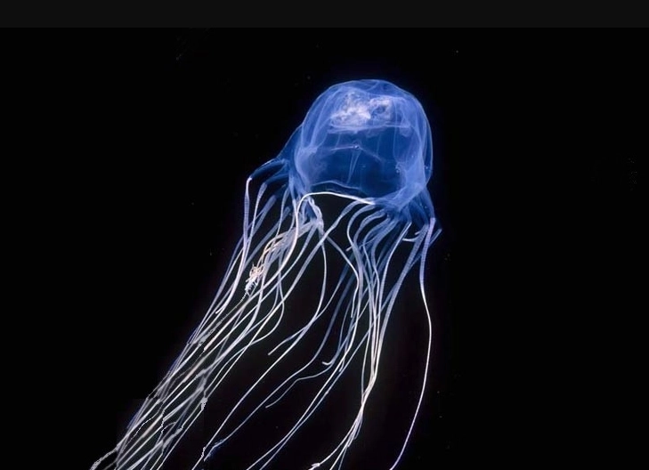 New Zealand beach-goers warned of jellyfish stings