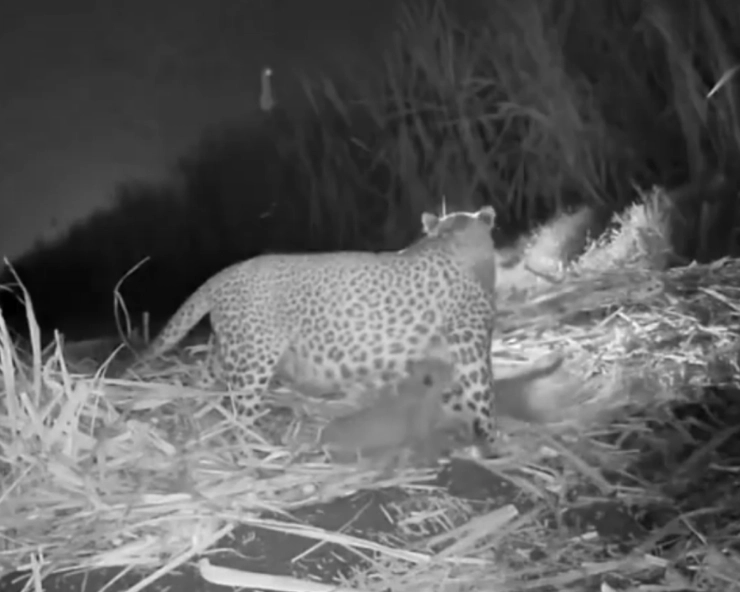 3 leopard cubs united with their mother in Nashik’s Malegaon