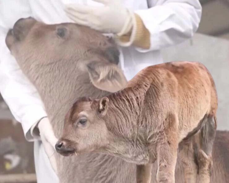 China confirms first successful cloning of endangered Xizang cattle breeds