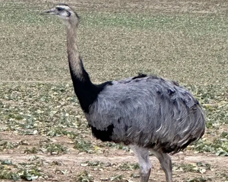 German police shoot aggressive 'emu'