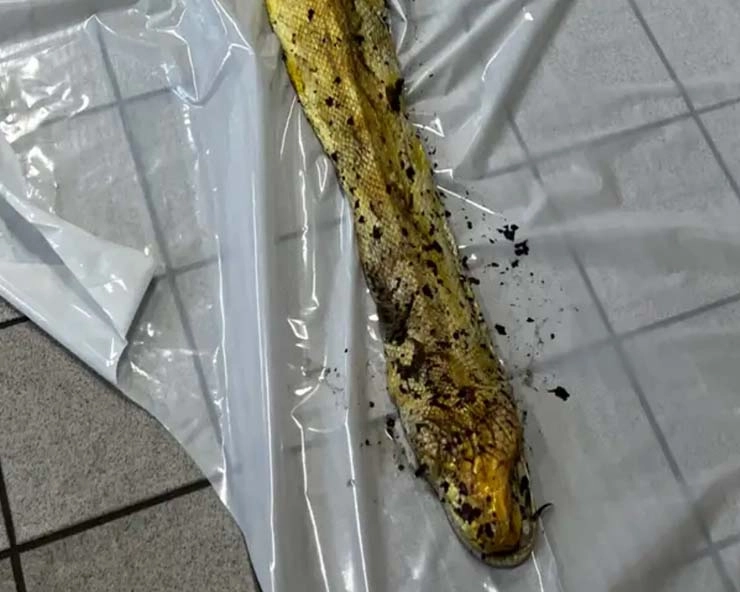 Germany: 4-meter-long dead python found in Berlin park