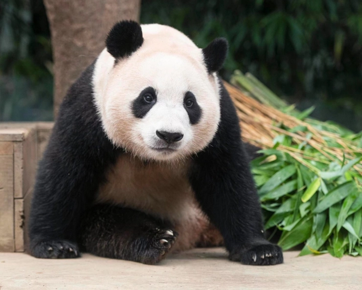 Farewell Fu Bao: South Korea says goodbye to giant panda