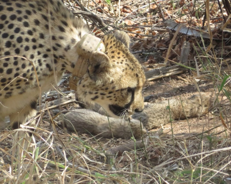 VIDEO: Cheetah Gamini gives birth to 5 cubs in Kuno National Park; total count rises to 26