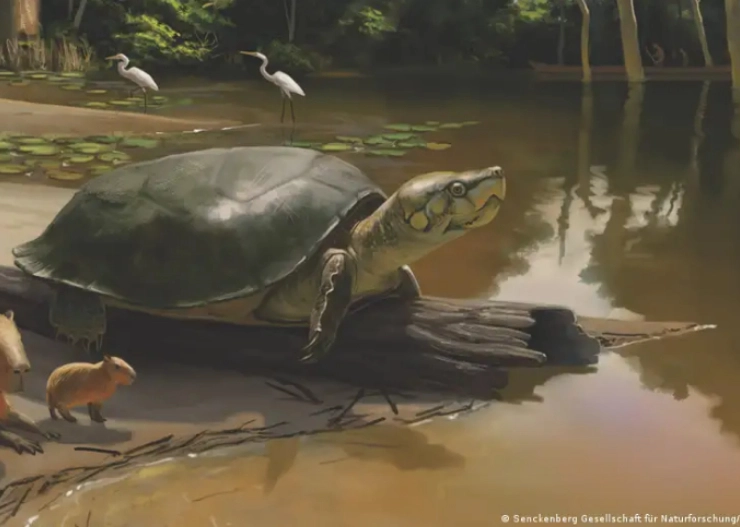 Ancient giant turtle named after Stephen King character