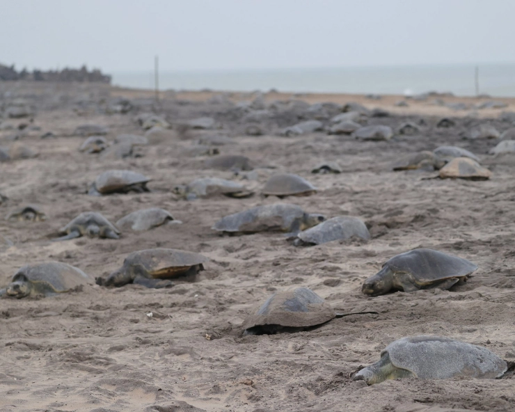 Tagged female Olive Ridleys sea turtles arrive after a decade to lay eggs at Gahirmatha sanctuary