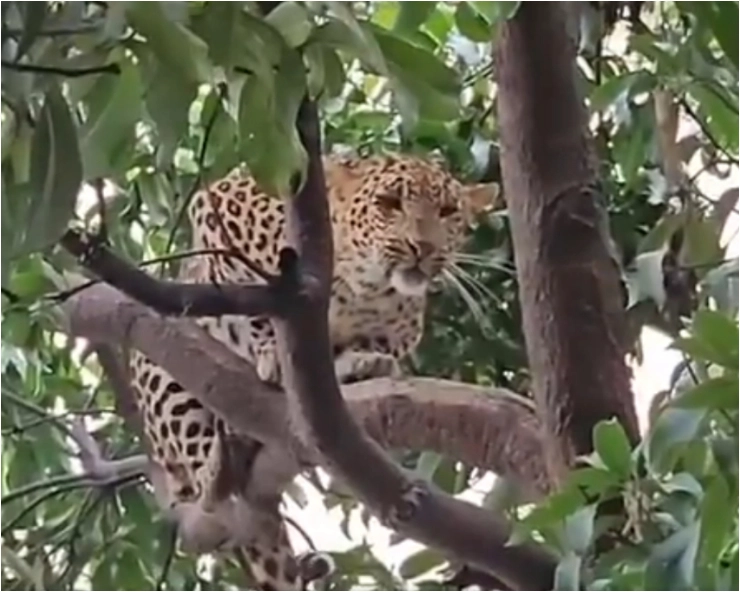 Leopard sighting near Chhattisgarh bus stand creates panic