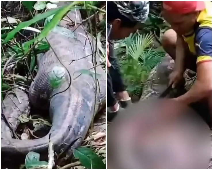 HORRIFIC! Man discovers wife has been swallowed by 30ft-python after noticing its stomach, cut its belly to recover her body