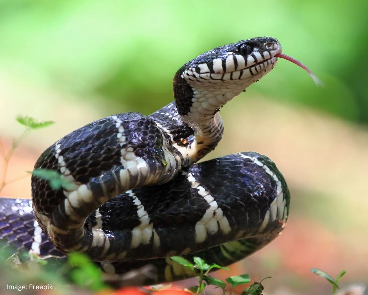 China: Man tries to smuggle 100 live snakes in his pants