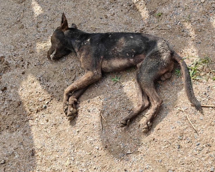 Uttar Pradesh: Terror of wolves continues in Bahraich; villagers kill dog resembling wolf