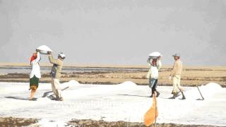 મીઠું પકવતા અગરિયાઓ ચામડીના વિવિધ રોગથી પિડાય રહ્યાં છે