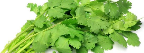 हरा-भरा धनिया : स्वाद और सेहत दोनों के लिए बढ़‍िया... - coriander
