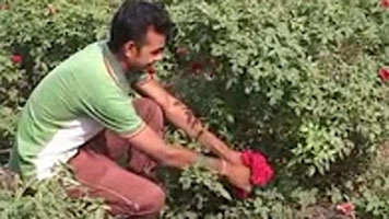 ગુજરાતમાં ફૂલોની ખેતીમાં વડોદરા જિલ્લો પ્રથમ ક્રમે