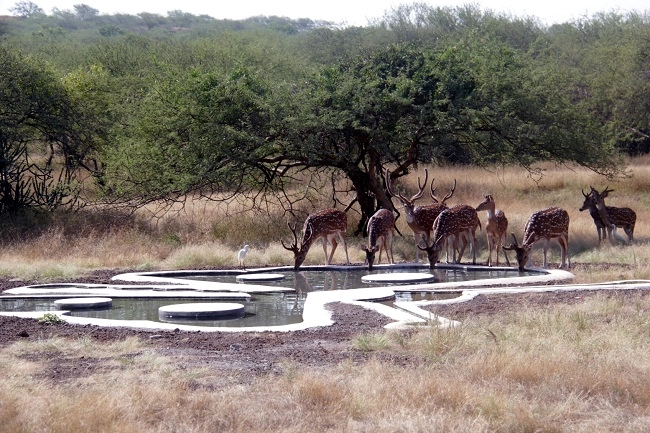 Safari Park : અમદાવાદમાં બનશે સૌથી મોટો સફારી પાર્ક