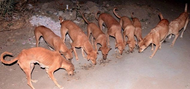 ગુજરાતના આ ગામના કુતરા પણ કરોડપતિ છે