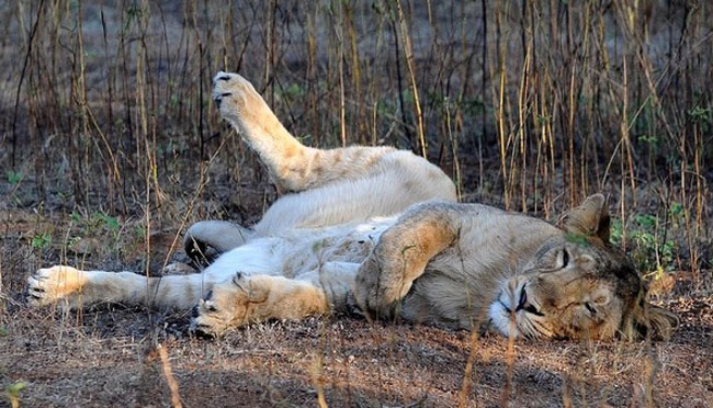 गीरच्या जंगलात सिंह धोकादायक व्हायरसचे बळी, 18 दिवसात 23 सिंहाचा मृत्यू