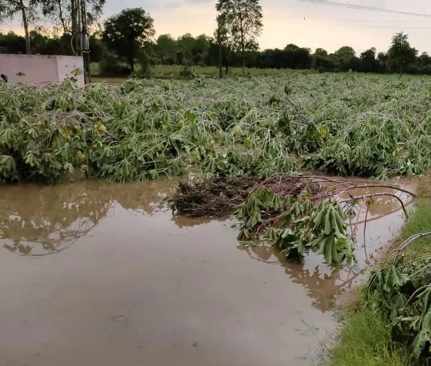 અતિભારે વરસાદના કારણે આગોતરા વાવેતરને મોટુ નુકસાન ખેડૂતોમાં વધતી ચિંતા