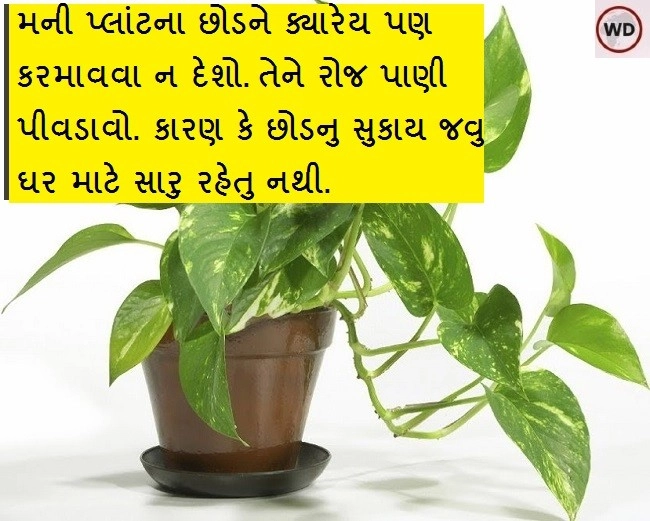 Vastu Tips- મની પ્લાંટના છોડને ક્યારેય પણ કરમાવવા ન દેશો