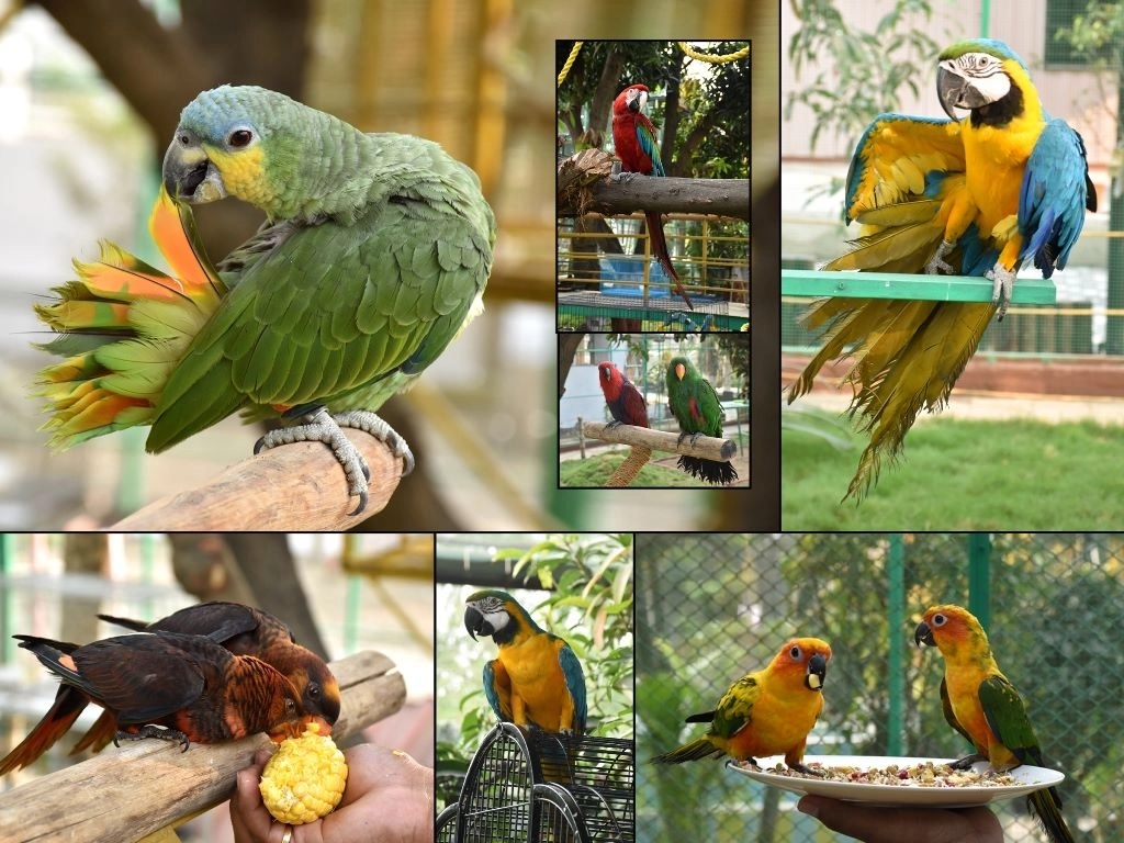બીલીમોરા બર્ડ-પાર્ક પ્રાકૃતિક જ્ઞાન સંવર્ધનનું નવલું નજરાણું, ૩૦ પ્રજાતિના ૨૫૫ પક્ષીઓ મળશે જોવા