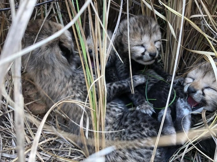 new born cheetah