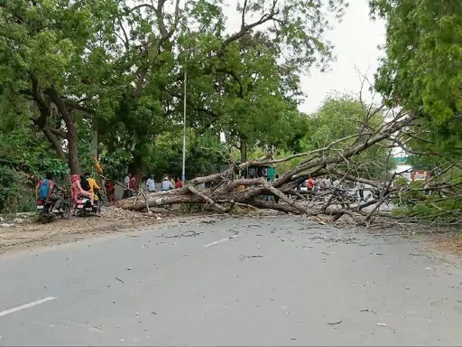 Biporjoy cyclone effects- વાવાઝોડાએ સર્જી તબાહી, ઠેરઠેર વૃક્ષો પડ્યાં