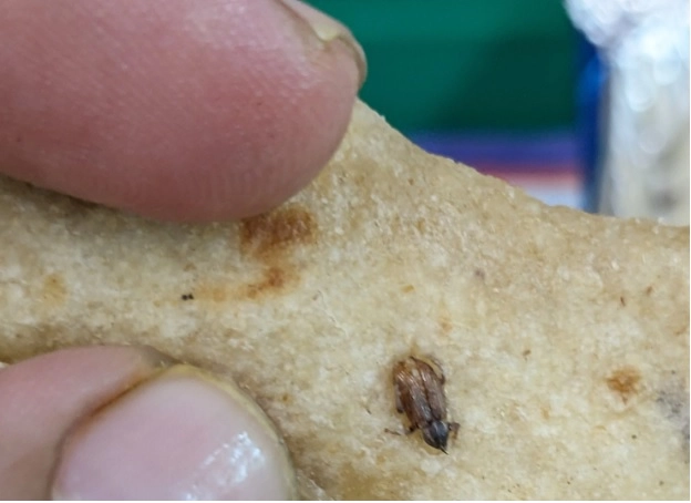 Cockroach in food - વંદે ભારત: ખાવા માટે આપવામાં આવેલ પરાઠા, તેમાં કોકરોચ મળ્યુ