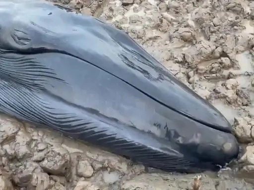 A 20-foot baby whale on the beach