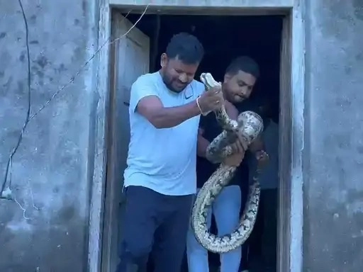 After a 9 feet long python entered a house in Vansda, MLA Anant Patel rescued and released it to a safe place.