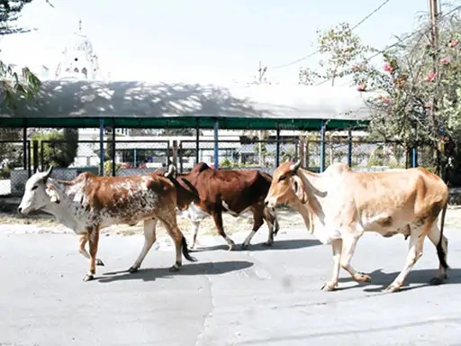 3,872 cattle in three cattle sheds in Ahmedabad, with more than 50 percent sick