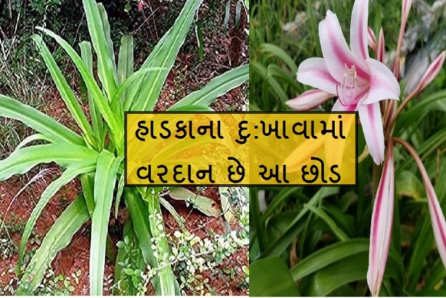 sudarshan plant benefit
