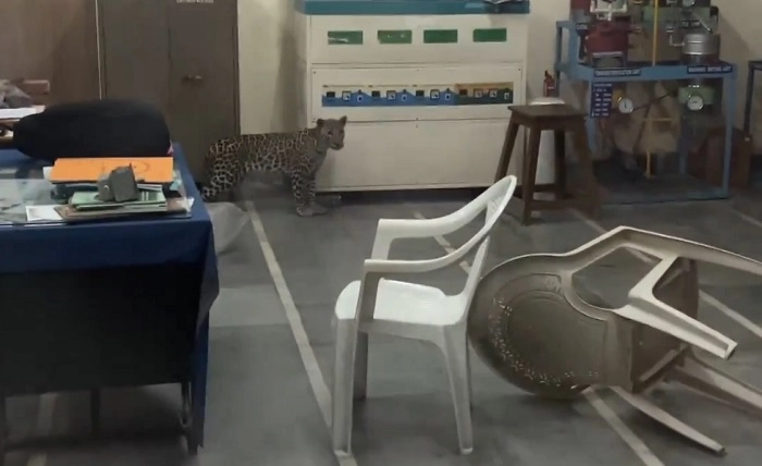 Leopard enters agricultural university lab,