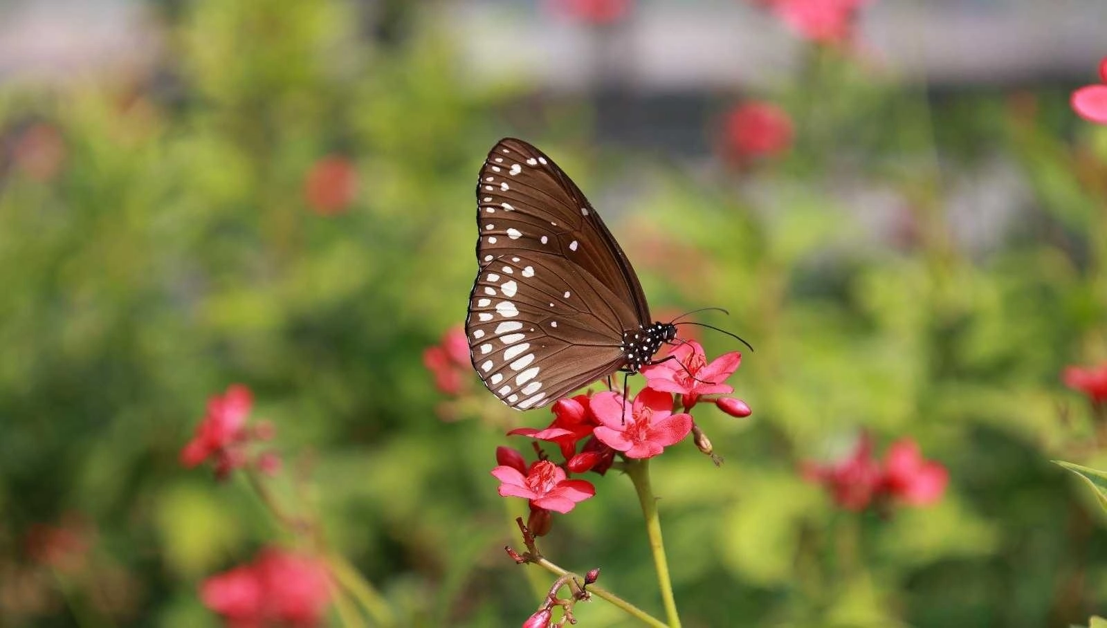 Butterfly Garden at the Statue of Unity