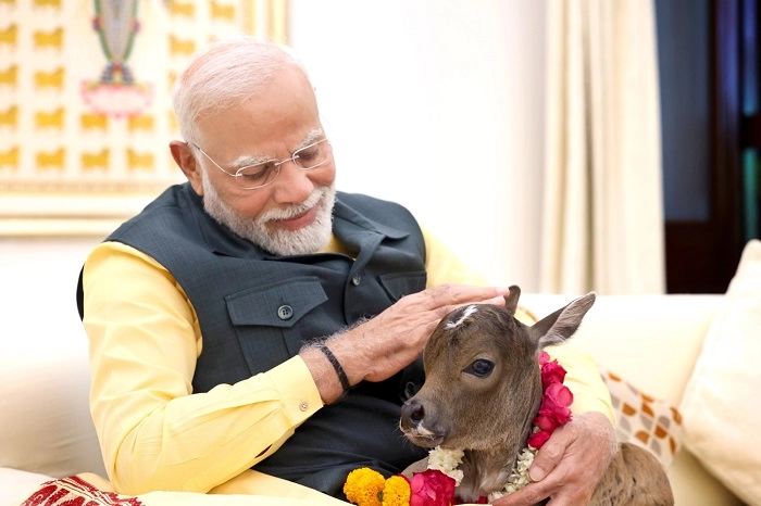 modi with calf