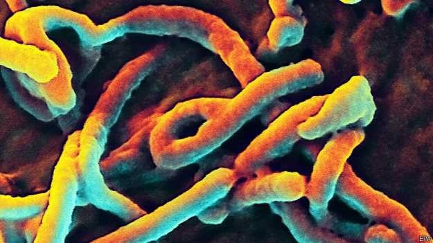 कांगो में इबोला से पीड़ित लोगों की संख्या 13 तक पहुंची - Ebola in cango