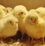 चूजे भी इंसानों की तरह कर सकते हैं गिनती - chickens