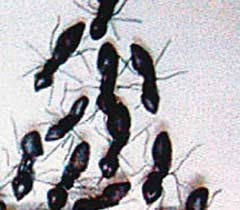 लड़ाई में घायल साथियों का इलाज करती हैं ये चींटियां