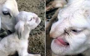 भेड़ ने जन्मा इंसानी चेहरे वाला मेमना - Lamb of face like human