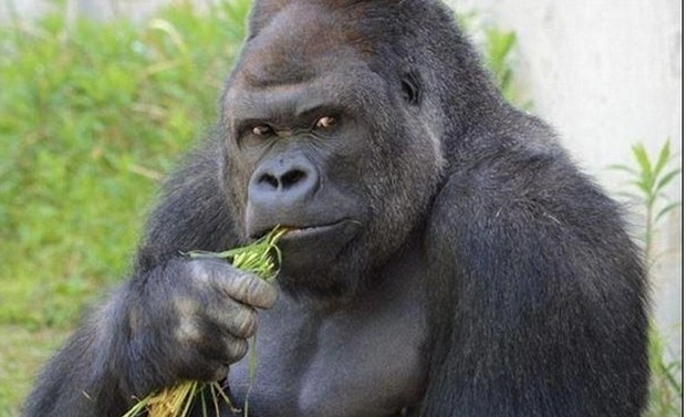 दुनिया की सबसे अधिक आयु की गोरिल्ला की मौत - Gorilla's death, Gorilla