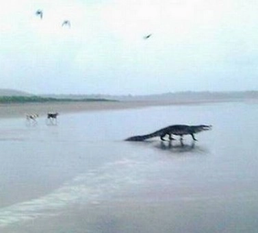 गोवा के समुद्री बीच पर दिखा मगरमच्छ - Crocodile on Goa beach