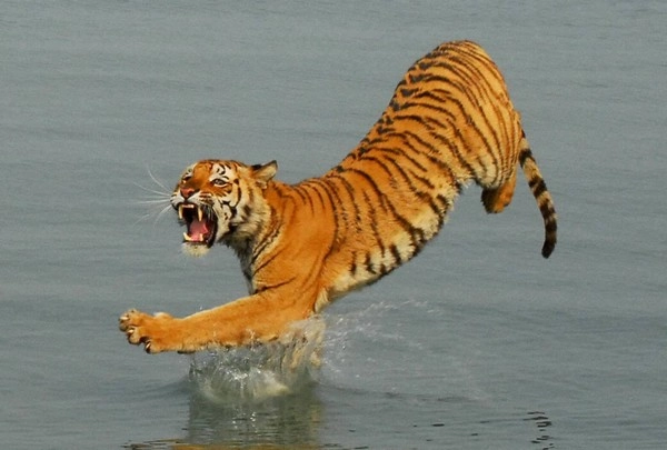बाघों पर आई बर्बादी, सुरक्षित नहीं रहा सुंदरबन... - only 180 Bengal tigers in Sunderbans