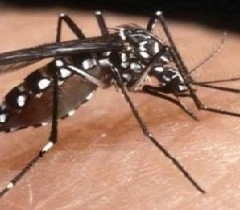 सावधान! बारिश से बढ़ सकते हैं डेंगू के मामले - Dengue