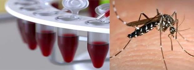 इंदौर में डेंगू के मरीजों की संख्‍या 66 पहुंची