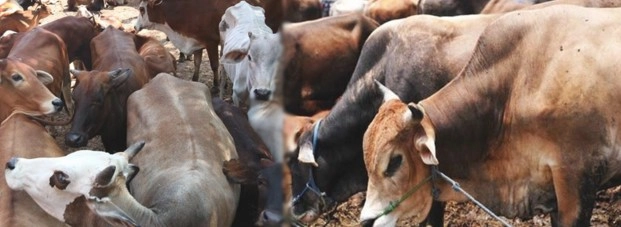 कोल्हापुर :  कणेरी मठ येथे शिळे अन्न खाल्याने ५०हून अधिक गायींचा मृत्यू